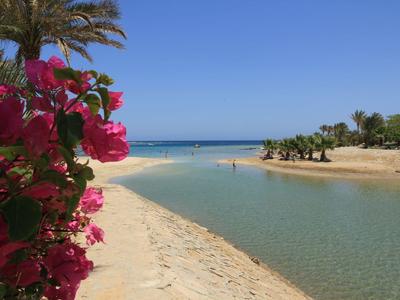 Spiaggia sabbiosa con acqua limpida, cielo azzurro e fiori rosa sulla riva.