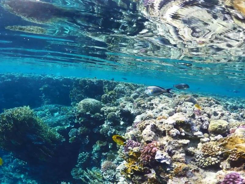 Acqua limpida con coralli colorati e piccoli pesci sotto la superficie del mare
