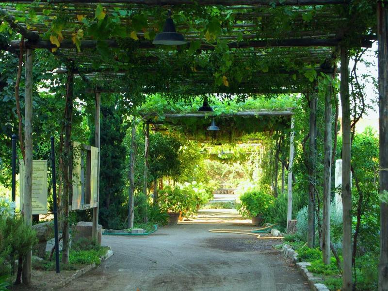 Grüne Pergola mit dichtem Blattwerk und schattigem Weg führt in helles Licht am Ende.