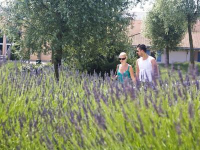 Paar spaziert durch ein Feld mit lavendelartigen Pflanzen bei sommerlichem Wetter.
