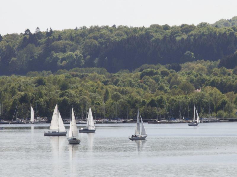 Varias velas en agua tranquila frente a una orilla boscosa en un día despejado.