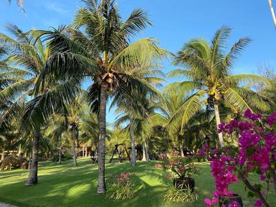 Pandanus Resort