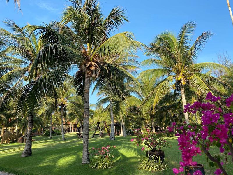 Groene tuin met palmbomen en paarse bloemen onder een heldere blauwe lucht.