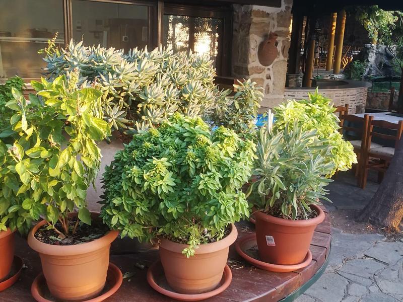 Planten in potten op een ronde tafel in een buitenruimte met stenen vloer en een gebouwmuur.