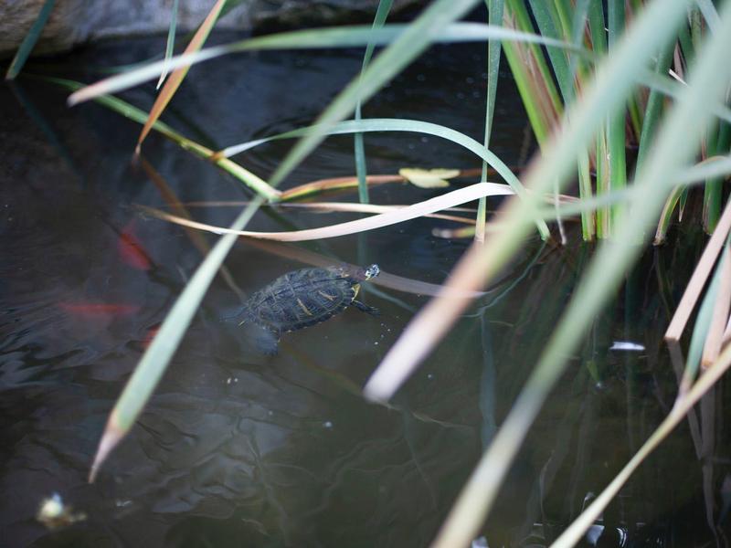 Een kleine krokodil in water tussen riet en planten.