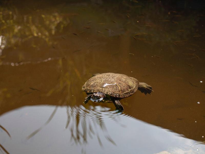 Een schildpad zwemt in kalm, bruin water met reflecties.