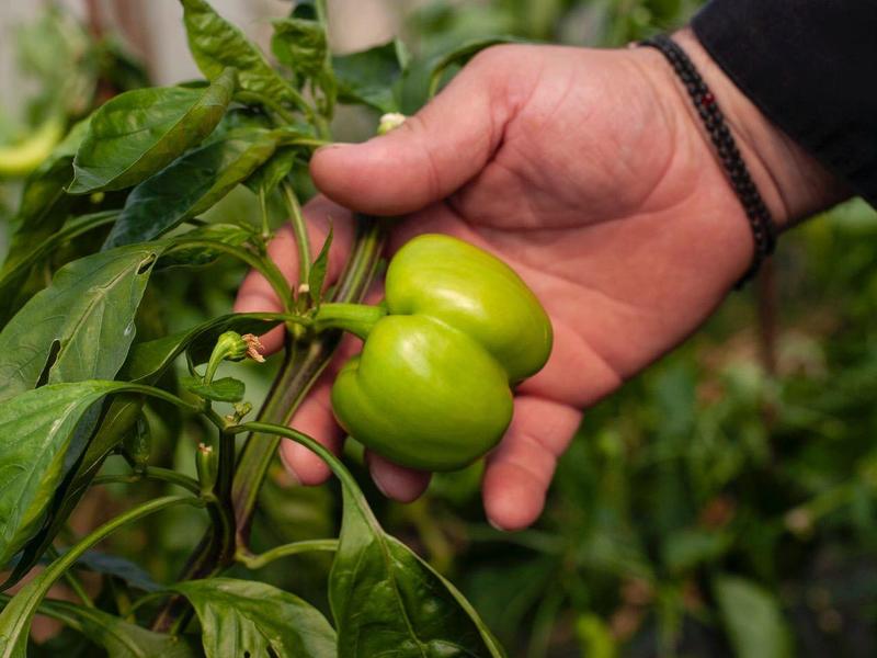 Hand die twee groene paprika's aan een plant in een kas vasthoudt.