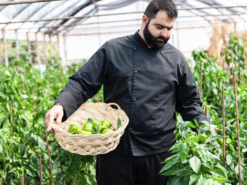 Man in chefskleding die verse groenten oogst in een kas.