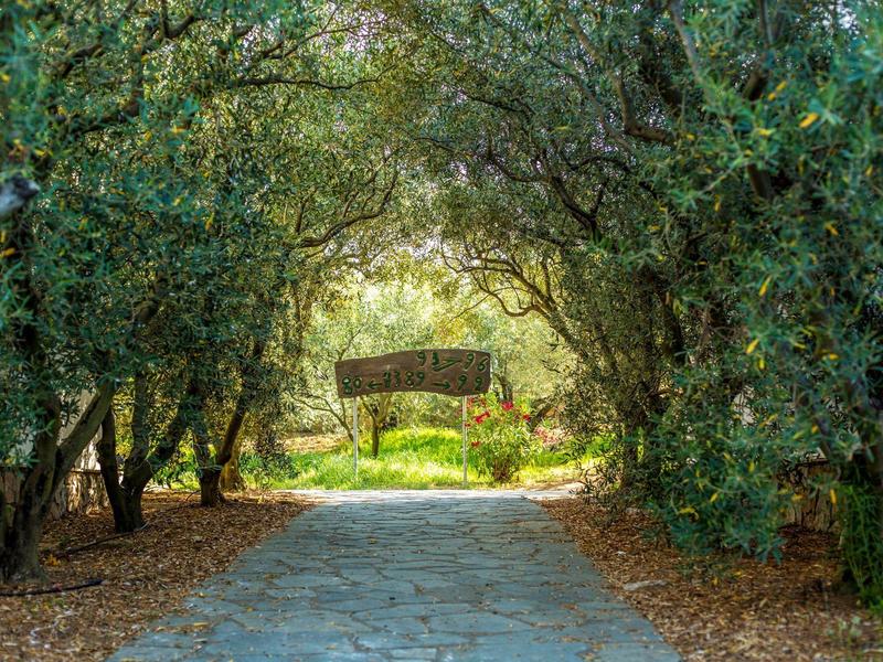 Een schaduwrijk stenen mozaïekpad loopt door weelderige groene bomen in de hoteltuin.