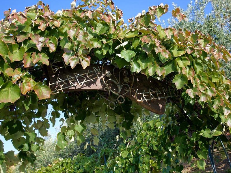 Boogvormige pergola met groene en bruine bladeren onder blauwe lucht