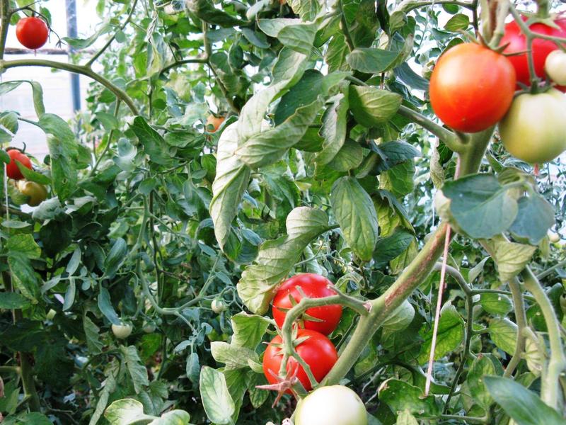 Rode en onrijpe tomaten hangen aan een weelderige tomatenplant in een kas.
