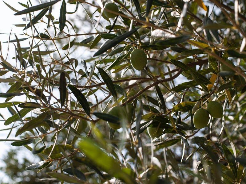 Groene olijven hangen aan takken van een olijfboom bij daglicht.