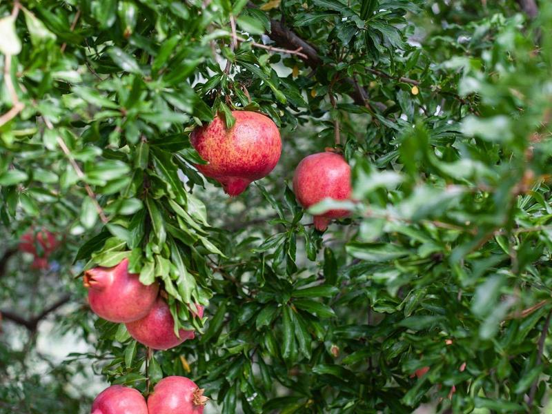 Rijpe granaatappelboom met rode vruchten en groene bladeren.