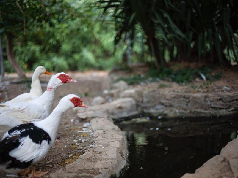 Drie eenden zitten aan de rand van een vijver in een natuurlijke, bosrijke omgeving.