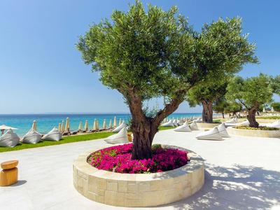 Olijfboom in een ronde stenen bak met roze bloemen op een zonnig strand met uitzicht op de blauwe zee.