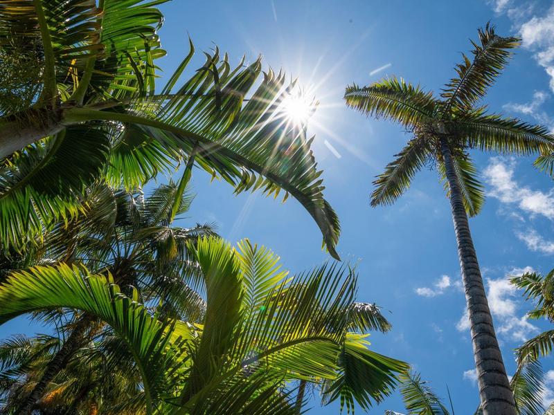 Los rayos del sol brillan a través de hojas verdes de palmeras bajo un cielo azul con nubes dispersas.