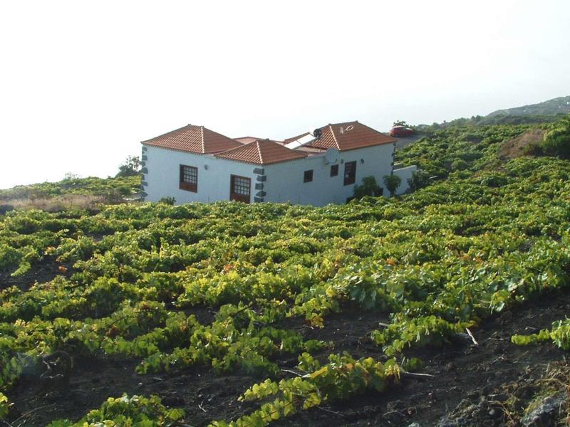 Una casa bianca con tetti rossi circondata da una fitta vigna verde su terreno collinare.