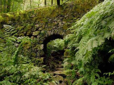 Stary kamienny łuk w zielonym lesie z paprociami i mchem