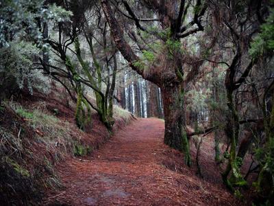 Waldweg mit feuchtem Boden, umgeben von dicht bewachsenen Bäumen und Moos.