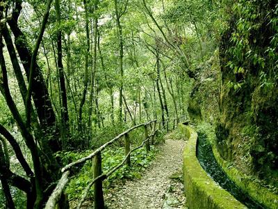 Wanderweg mit Geländer durch grünen Wald neben einer moosbewachsenen Felswand