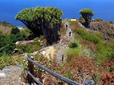 Ścieżka z poręczą prowadzi przez bujny krajobraz przybrzeżny z nietypowymi drzewami.