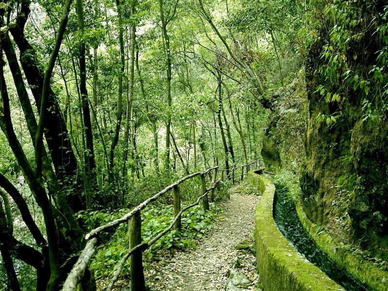 Leśna ścieżka z balustradą i kamiennym murem, otoczona gęstą zielenią.