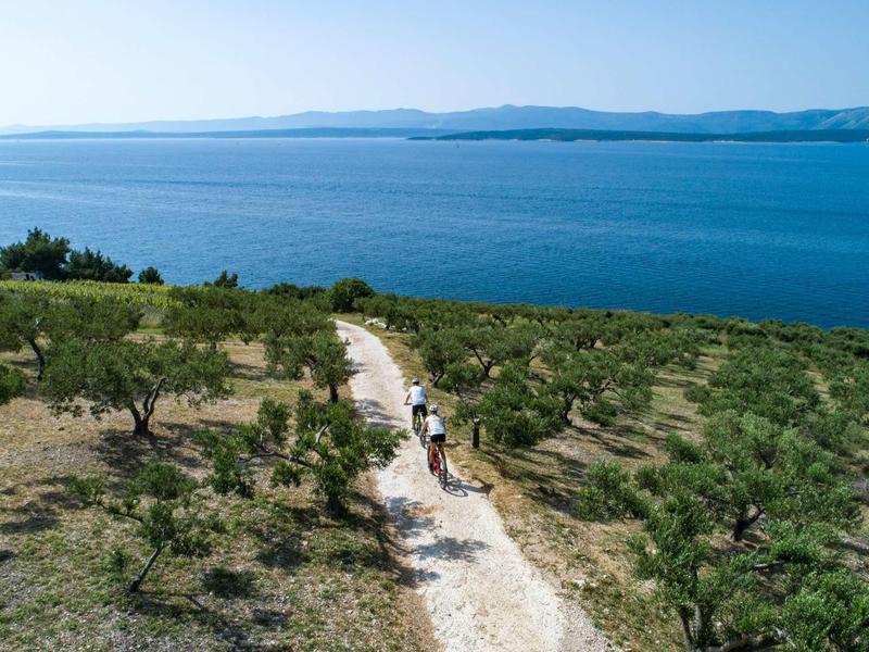 Weg durch Olivenhain am Meer mit Bergen im Hintergrund unter klarem Himmel.