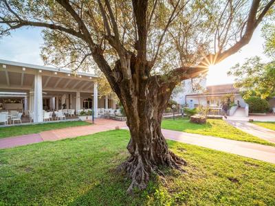 Großer Baum mit verwurzeltem Stamm auf gepflegtem Rasen vor Gebäude und Gehweg bei Sonnenlicht.