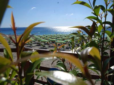 Widok przez liście na plażę z leżakami i parasolami nad morzem w słoneczny dzień.