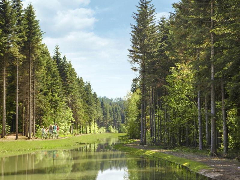 Een rustige stroom stroomt door een dicht dennenbos onder een blauwe lucht.