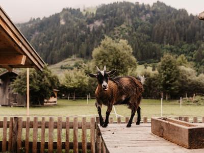 Une chèvre noire sur une passerelle en bois avec une clôture en bois et des montagnes boisées en arrière-plan.