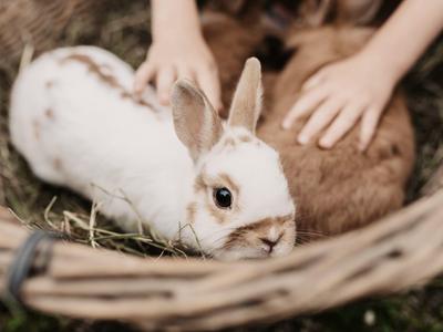 Deux lapins dans un panier avec des mains humaines les tenant doucement.