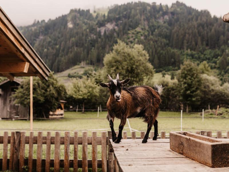 Une chèvre noire sur une passerelle en bois avec une clôture en bois et des montagnes boisées en arrière-plan.