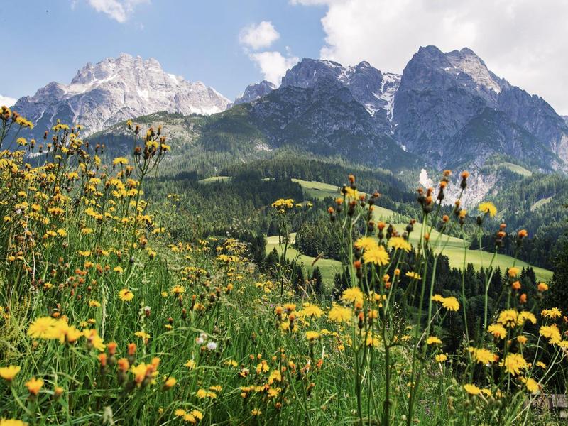 Berglandschaft mit grünen Wiesen und zahlreichen gelben Blumen unter blauem Himmel mit Wolken.