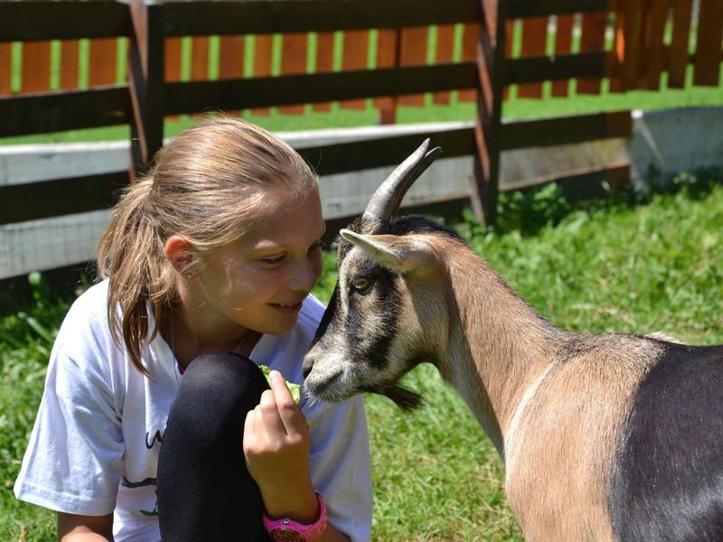 Dívka krmí kozu trávou na oploceném zeleném trávníku.