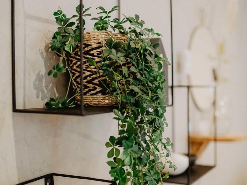 Wiszące rośliny w koszyku na czarnej metalowej ramie na ścianie