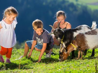 Des enfants regardent des chèvres dans une prairie verte et ensoleillée à la montagne.