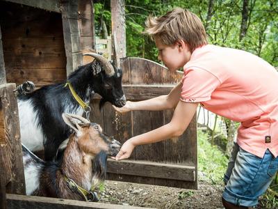 Enfant nourrissant deux chèvres près d'une grange en bois en plein air.