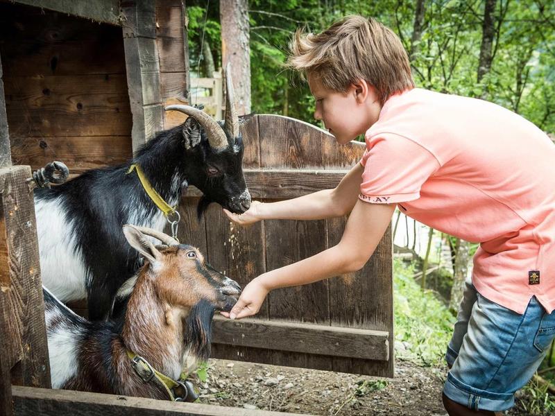 Enfant nourrissant deux chèvres près d'une grange en bois en plein air.