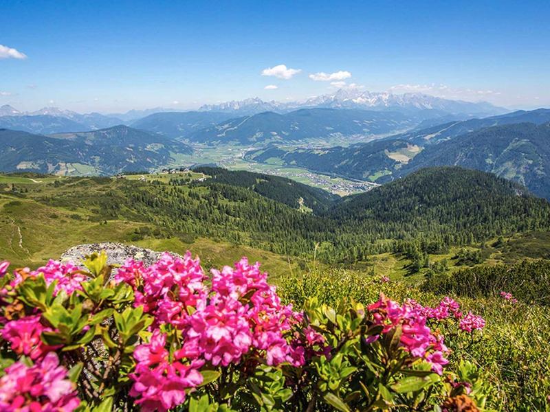 Widok na zielone góry z różowymi rododendronami na pierwszym planie pod niebieskim niebem.