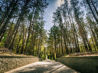Breiter Weg führt durch hohen Nadelwald mit steinernen Mauern rechts und links.