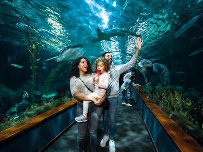 Menschen gehen durch einen gläsernen Tunnel im Aquarium, umgeben von blauem Wasser und Fischen.