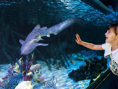 Ein Junge berührt mit der Hand die Scheibe eines Aquariums, in dem ein kleiner Hai schwimmt.