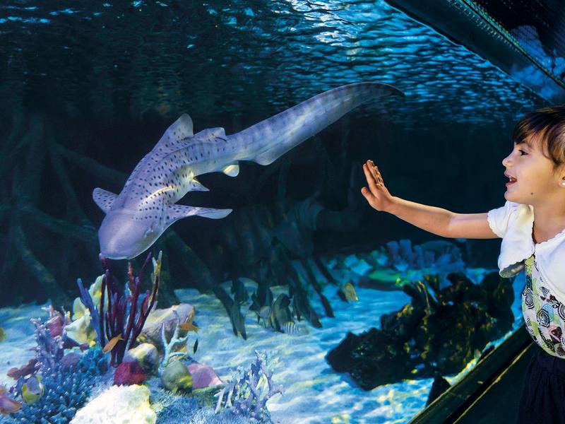 Bambino che ammira un grande squalo nell'acquario di un hotel.
