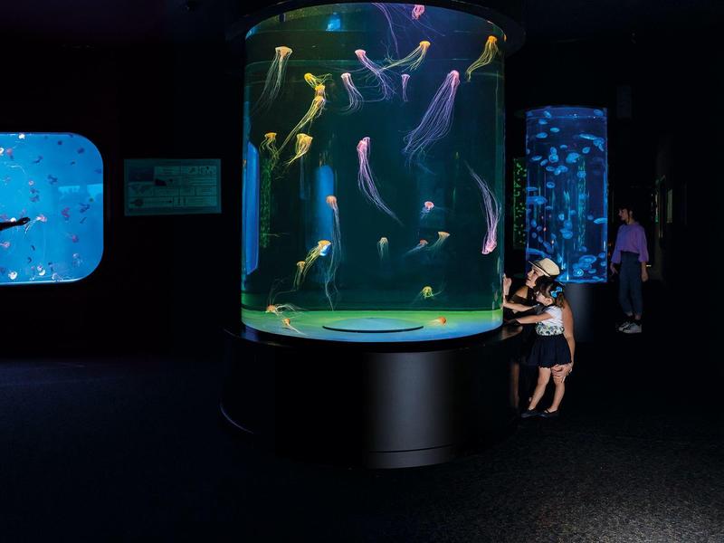 Grande acquario rotondo al buio con meduse luminose e visitatori.