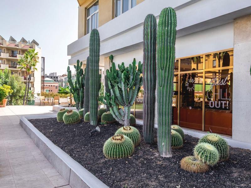Área moderna junto a la ventana del hotel con varios grandes cactus en un jardín de piedras cuidado.