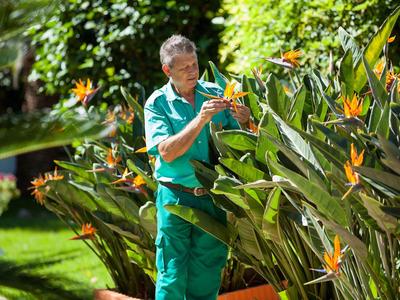 Homme jardinant dans un jardin avec des fleurs orange exotiques et un feuillage vert.