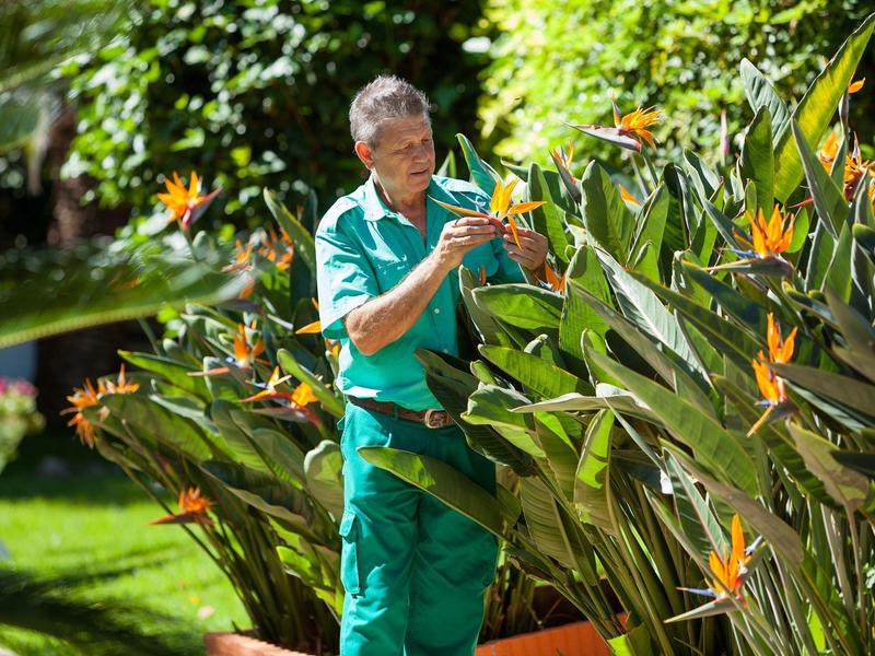 Ein Mann in grüner Kleidung pflegt orangefarbene Paradiesvogelblumen in einem sonnigen Garten.