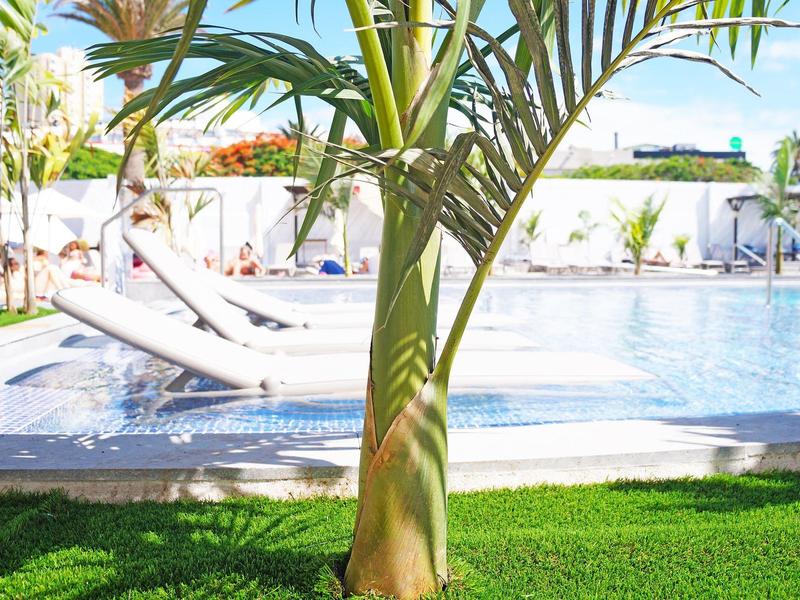 Palm leaf in the foreground with pool and loungers in sunny hotel garden