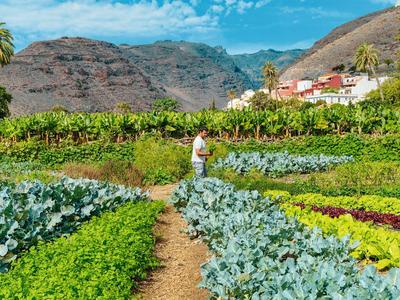 Rolnik podlewa rośliny na zielonym gospodarstwie z górami w tle i niebieskim niebem.